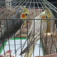یک جفت عروس هلندی نر و ماده