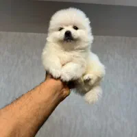 توله سگ پامر|سگ|شیراز, کیان آباد|دیوار