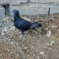 کبوتر|پرنده|فسا, |دیوار