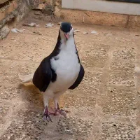 کبوتر ارزان