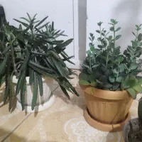 چهار عددگلدان به همراه زیر گلدانی|گل و گیاه طبیعی|شیراز, شهرک فرزانگان|دیوار