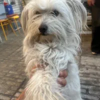 سگ گمشده و دزدیده شده به نام جسی