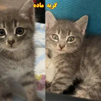 واگذاری رایگان بچه گربه|گربه|رشت, امین الضرب|دیوار