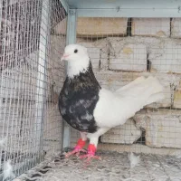 طوقی 7 رنگ|پرنده|شیراز, شهدای شهرک سعدی|دیوار