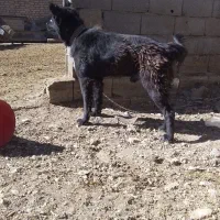 واگذاری دو قلاده سگ واگذاری