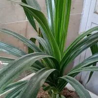 گل آپارتمانی