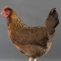 مرغ تخم گذار