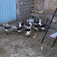 ۹ عدد غازه ۹ ماهه|حیوانات مزرعه|ثمرین, |دیوار