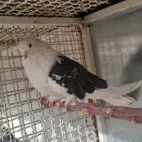 کبوتر هما وپشت سیاه خال زرد|پرنده|کهریزک, |دیوار