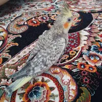 عروس هلندی گل باقالی گمشده