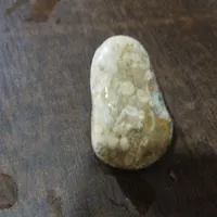 سنگ فسیل مرجان