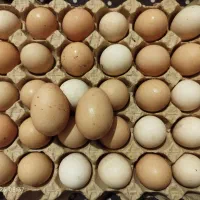 تخم مرغ
