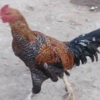 خروس|حیوانات مزرعه|ماکو, |دیوار