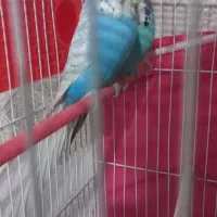 مرغ عشق انگلیسی. خیلی درشت. رنگ خواص