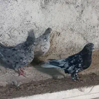 سرودمسفید|پرنده|شیراز, سعدیه شمالی|دیوار