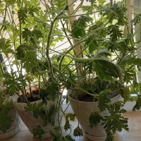 گل طبیعی عطرچایی