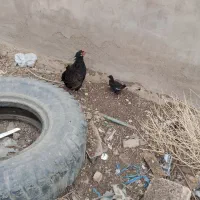 حمیدیه دهکده|حیوانات مزرعه|حمیدیه, |دیوار