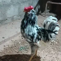 خروس ریشو گلین|حیوانات مزرعه|مسجد سلیمان, |دیوار