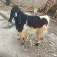 بز و کهره ب فروش می‌رسد