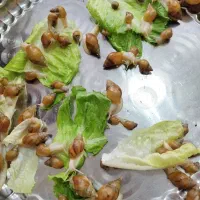 حلزون پرورشی نژاد آفریقایی آچاتینا فولیکا آلبینو|خزنده|تهران, جی|دیوار