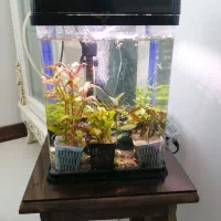 آکواریوم aqua شیشه خم شرکتی
