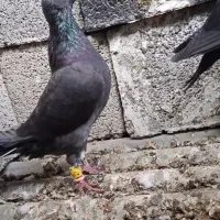 سلام 11تا کبوتر غریب هم نر هست شرت بازی