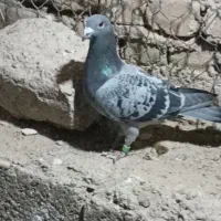 کفتر یا کبوتر پلاکی|پرنده|مبارکه, |دیوار