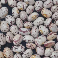 فروش لوبیا چیتین ولوبیا اش|عمده‌فروشی|سقز, |دیوار
