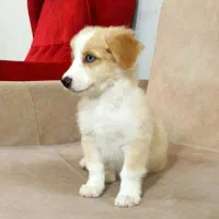 واگذاری سگ پا کوتاه چشم آبی
