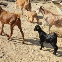 بز نژدی|حیوانات مزرعه|بهبهان, |دیوار