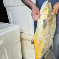 ماهی جنوب دریایی،بوشهر