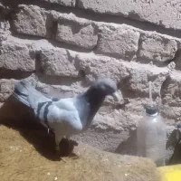 کفتر|پرنده|فهرج, |دیوار