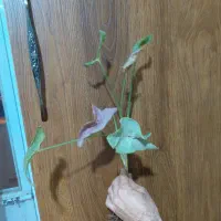 قلمه سینگینیوم ریشه دار ۴۰ تا ۵۰ت