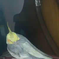 طوطی خاکستری گمشده