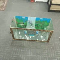 فروشی آکواریوم|ماهی|خرمدره, |دیوار