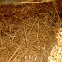 فروش 40تت کاه ریز کمپاین