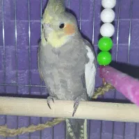 عروس هلندی پیدا شده