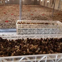 تخم نطفه دار بلدرچین ،جوجه بلدرچین،بلدرچین|حیوانات مزرعه|مشهد, توس (بلوار توس)|دیوار
