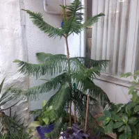 کاج مطیق