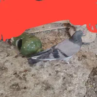کبوتر گم شده