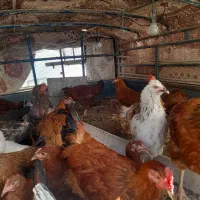 مرغ وخروس وجوجه|حیوانات مزرعه|هیدوچ, |دیوار