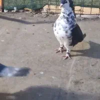 کبوتر
