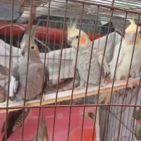 فروش عروس هولندی