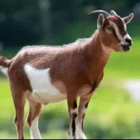 تعداد ده عدد بز