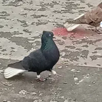 سیاه دم‌سفید  یک یک
