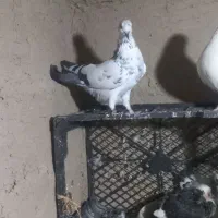 کفتر