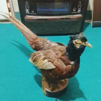 پرنده دکوری