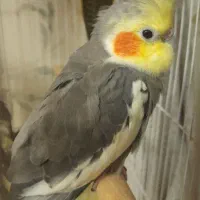 عروس هلندی|پرنده|قدس, شهرقدس|دیوار