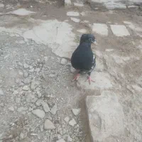 جفت کله ای ملقی|حراج|یزد, |دیوار