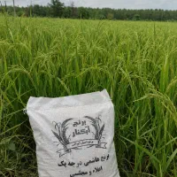 فروش برنج هاشمی گیلان ، امساله با ضمانت پخت